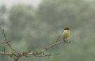 Woodchat Shrike, Seventh record since 1973, Hungary 28th of April 2011 Photo: András Fodor