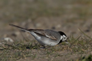 White Wagtail, Denmark 2nd of May 2011 Photo: Claus Halkjær