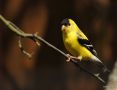American Goldfinch, Male, USA 30th of April 2011 Photo: Carsten Siems
