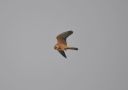 Red-footed Falcon, Med nymfe, Denmark 10th of May 2011 Photo: Tonny Ravn Kristiansen