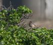 Eastern Subalpine Warbler, Denmark 15th of May 2011 Photo: Ole Amstrup
