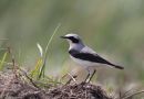 Northern Wheatear, Han, Denmark 7th of May 2011 Photo: Mikkel Holck