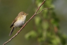 Willow Warbler, Denmark 19th of May 2011 Photo: Steen E. Jensen