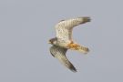 Amur Falcon, Immature male, China 18th of May 2011 Photo: Terry Townshend