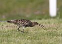 Eurasian Curlew, Denmark 22nd of May 2011 Photo: Anne Navntoft