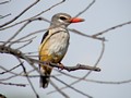 Grey-headed Kingfisher, Namibia 12th of April 2011 Photo: Elly Hansen