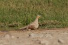 Spotted Sandgrouse, Morocco 5th of May 2011 Photo: Lars Andersen