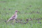 Eurasian Stone-curlew, Denmark 31st of May 2011 Photo: Arnold Georg Houmann