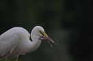 Great Egret, Evening Fishing Trip, Hungary 4th of July 2011 Photo: Mark Walker