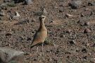 Cream-coloured Courser, Morocco 9th of May 2011 Photo: Lars Andersen