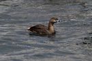 Pied-billed Grebe, Adult summer, Azores 15th of May 2011 Photo: Dominic Mitchell