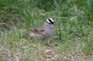 White-crowned Sparrow, USA 23rd of May 2011 Photo: Morten Rasmussen