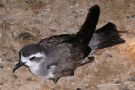 White-faced Storm Petrel, Cape Verde 26th of March 2009 Photo: Dominic Mitchell