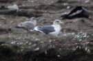 Slaty-backed Gull, Adult or fourth-winter, Great Britain 13th of January 2011 Photo: Dominic Mitchell