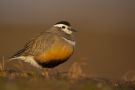 Eurasian Dotterel, Close approach in the midnight sun, Norway 19th of June 2011 Photo: Daniel Pettersson