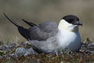 Long-tailed Jaeger, Sweden 18th of June 2011 Photo: Alf Petersson