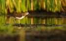 Green Sandpiper, Denmark 2nd of July 2011 Photo: Christian Eilers