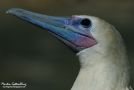 Red-footed Booby, France 5th of July 2011 Photo: Martin Gottschling