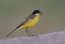 Western Yellow Wagtail, 1 of 3 images: Black-headed Yellow Wagtail ssp feldegg - type 