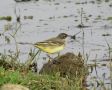 Western Yellow Wagtail, Ethiopia 22nd of March 2011 Photo: Jens Thalund