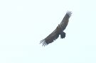 Griffon Vulture, Spain 22nd of July 2011 Photo: Mads Elley