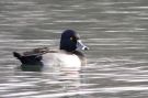 Ring-necked Duck, Male, Italy 9th of December 2007 Photo: Maurizio Sighele