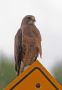 Swainson's Hawk, Canada 26th of July 2011 Photo: Bo Tureby