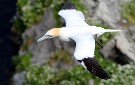 Northern Gannet, An unexpected visitor!, Norway 4th of July 2011 Photo: Pasi Parkkinen