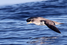 Cory's Shearwater, Azores 30th of May 2011 Photo: Richard Bonser