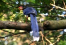 Formosan Blue Magpie, Taiwan 24. juli 2011 Foto: Hendrik Weindorf