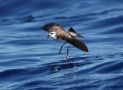 White-faced Storm Petrel, Portugal 5th of August 2011 Photo: Erling Krabbe