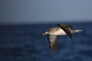 Cory's Shearwater, Portugal 5th of August 2011 Photo: Erling Krabbe