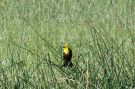 Yellow-headed Blackbird, USA 10th of July 2011 Photo: Michael Frank Nielsen