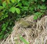 Arctic Warbler, Korea (South) 22nd of May 2011 Photo: Jens Thalund