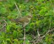 Arctic Warbler, Korea (South) 22nd of May 2011 Photo: Jens Thalund
