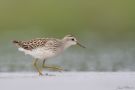 Long-toed Stint, 1cy, China 18th of August 2011 Photo: Daniel Pettersson
