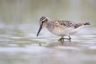 Broad-billed Sandpiper, juvenile, China 19th of August 2011 Photo: Daniel Pettersson