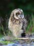 Short-eared Owl, Sweden 14th of July 2011 Photo: Richard Burzynski