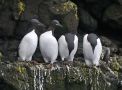 Thick-billed Murre, Iceland 6th of May 2010 Photo: John Larsen