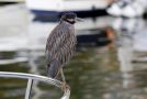 Yellow-crowned Night-Heron, Portugal 24th of August 2011 Photo: Eric Didner