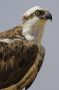 Western Osprey, Egypt 9th of May 2011 Photo: Eric Didner