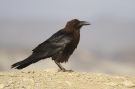 Brown-necked Raven, Egypt 10th of May 2011 Photo: Eric Didner