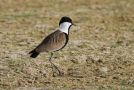 Spur-winged Lapwing, Egypt 7th of May 2011 Photo: Eric Didner
