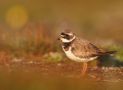 Common Ringed Plover, Sweden 15th of July 2011 Photo: Johannes Rydström