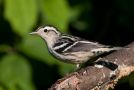 Black-and-white Warbler, Canada 19th of August 2011 Photo: Frode Jacobsen