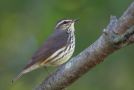 Northern Waterthrush, USA 21st of May 2011 Photo: Frode Jacobsen