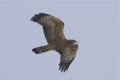 Crested Honey Buzzard, 1cy, China 25th of September 2011 Photo: Terry Townshend