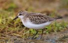 Semipalmated Sandpiper, 1cy, Faeroes Islands 17th of October 2011 Photo: Silas K.K. Olofson