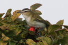 Red-eyed Vireo, 1cy, Denmark 20th of October 2011 Photo: Clausjannic Labuz