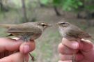 Radde's Warbler, With Dusky Warbler (right) for comparison, China 9th of May 2009 Photo: Rune Bisp Christensen